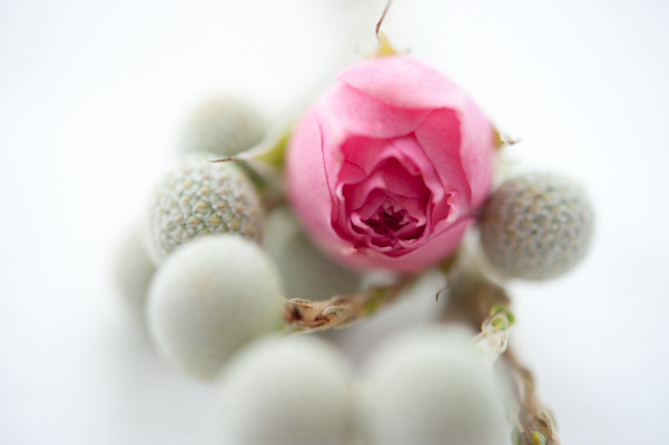 Flowers by AMBphoto . photography by Anne-Marie Bouchard Flowers by AMBphoto . photography by Anne-Marie Bouchard